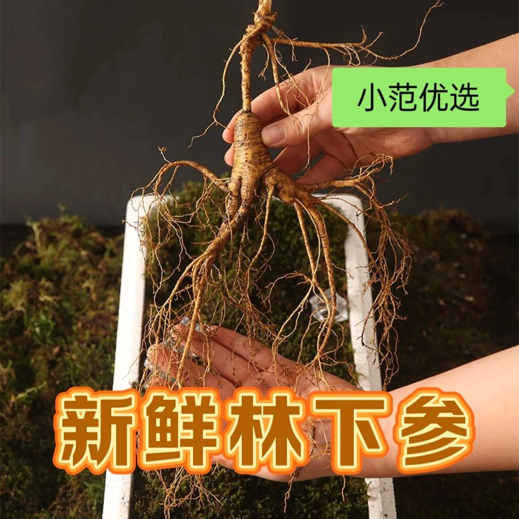 长白山产地直发泡酒专用林下参【直播改价链接】