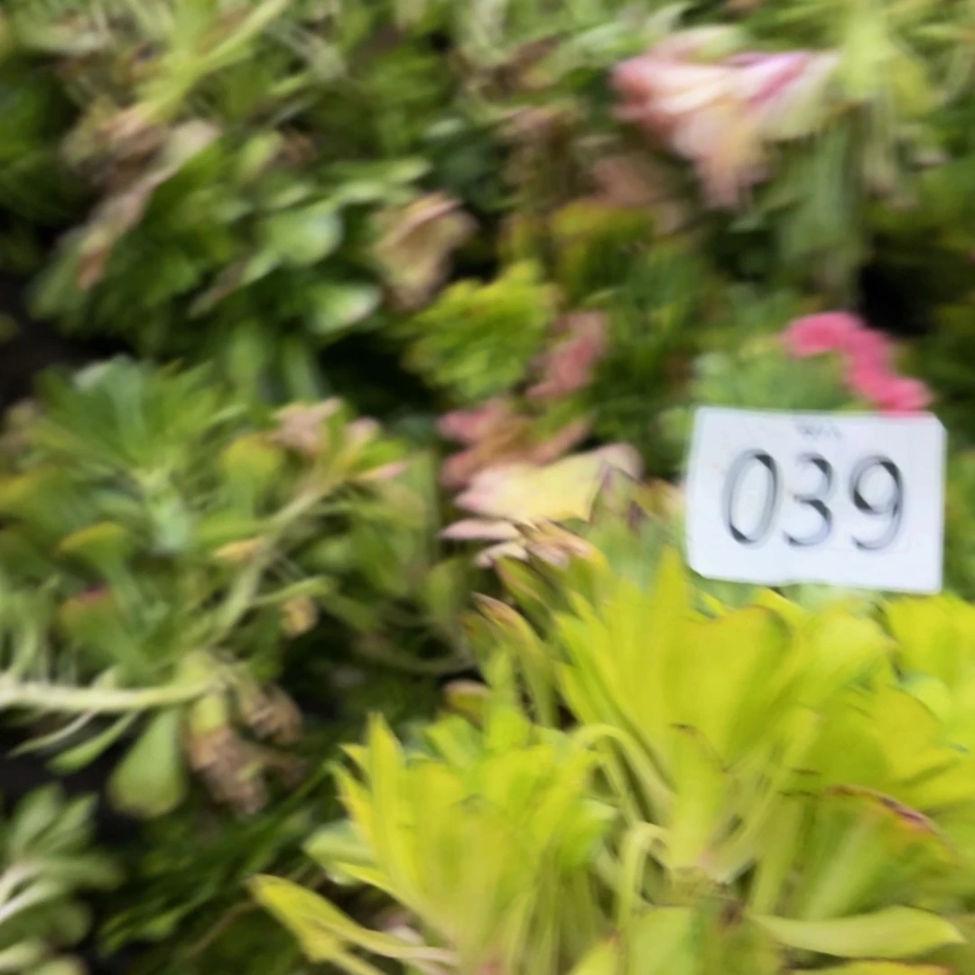 芬***芳哈哈多肉植物福利039