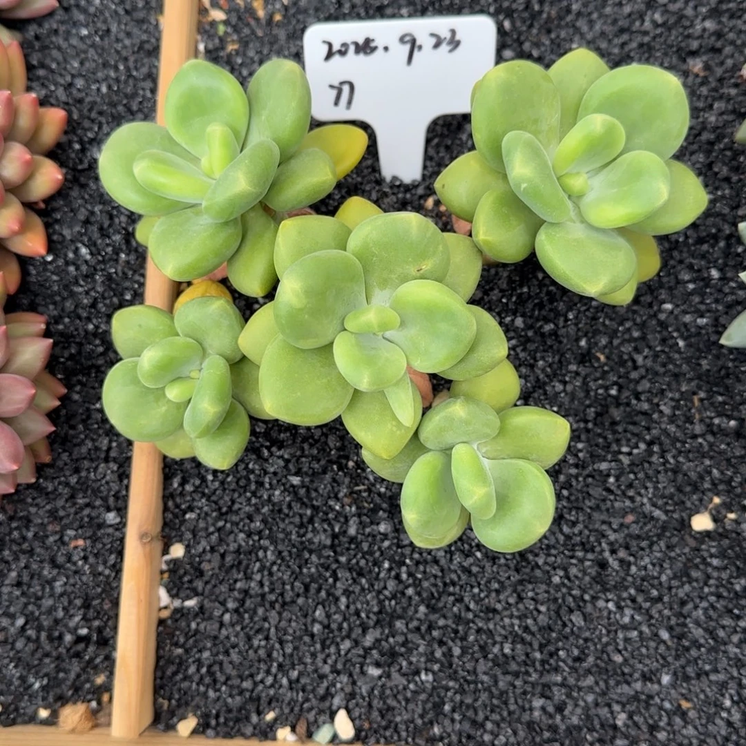 一物一拍芒果奶77