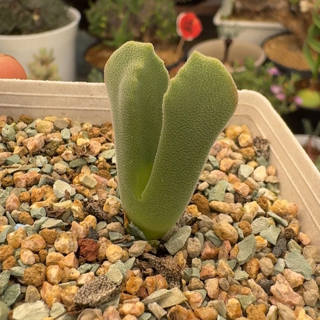 唇齿之翼多肉。