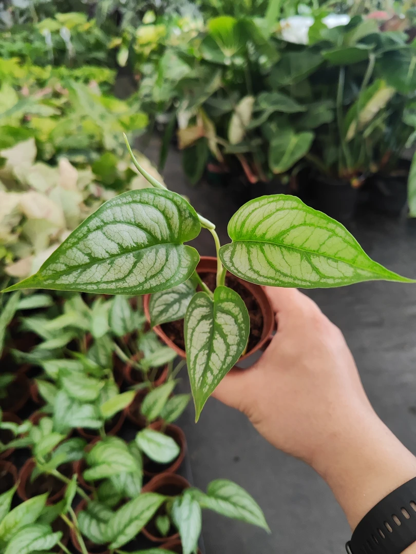 夕特龟背竹小苗室内观叶植物爬藤热植系列四季常绿