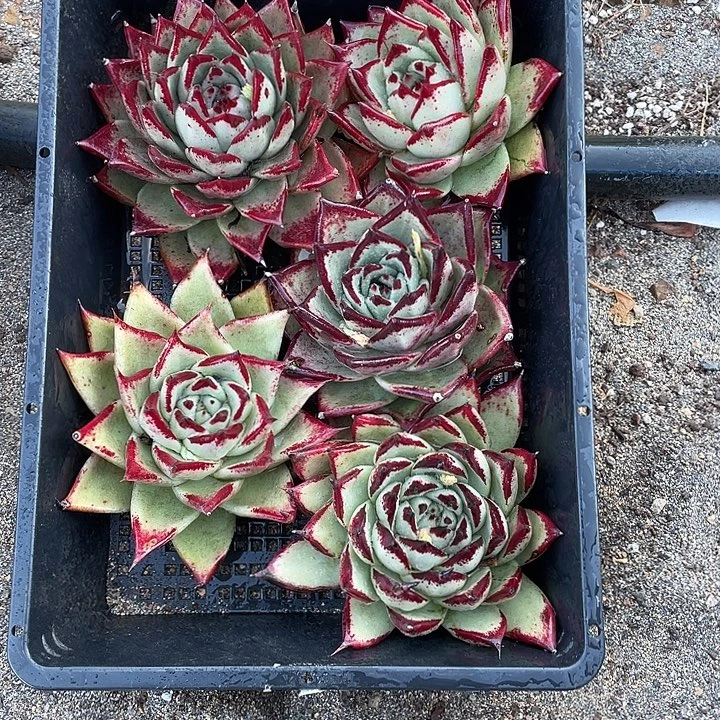 若如东云组拍A661