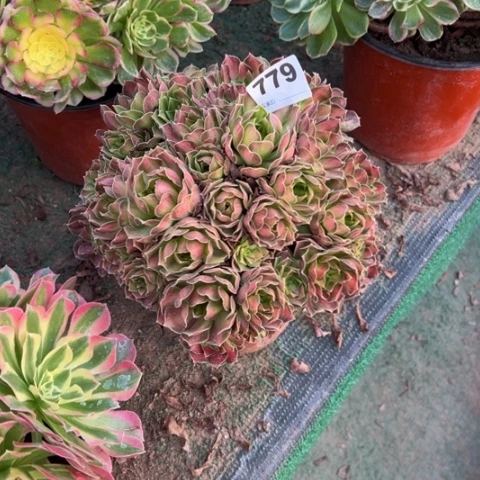 小***洋779韶华朵朵多肉，