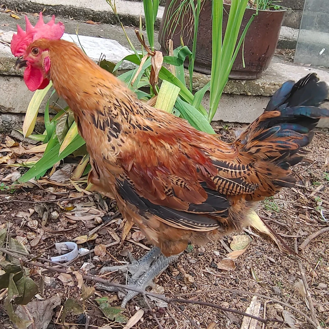 【大公鸡】皖南公鸡每只约3.5斤左右 发货 ph