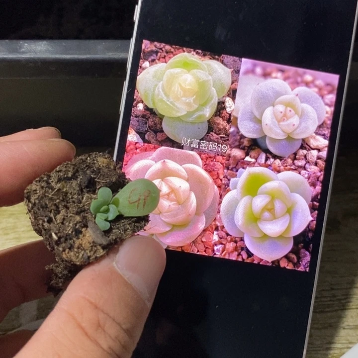 穴盘财富19芽苗一个