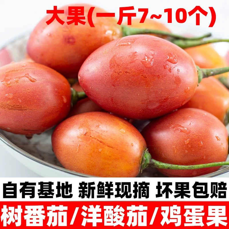 5斤番茄树番茄云南高山蔬菜水果树番茄新鲜洋酸茄大树番茄小1斤