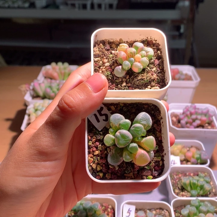群***五十铃玉锦成株2棵