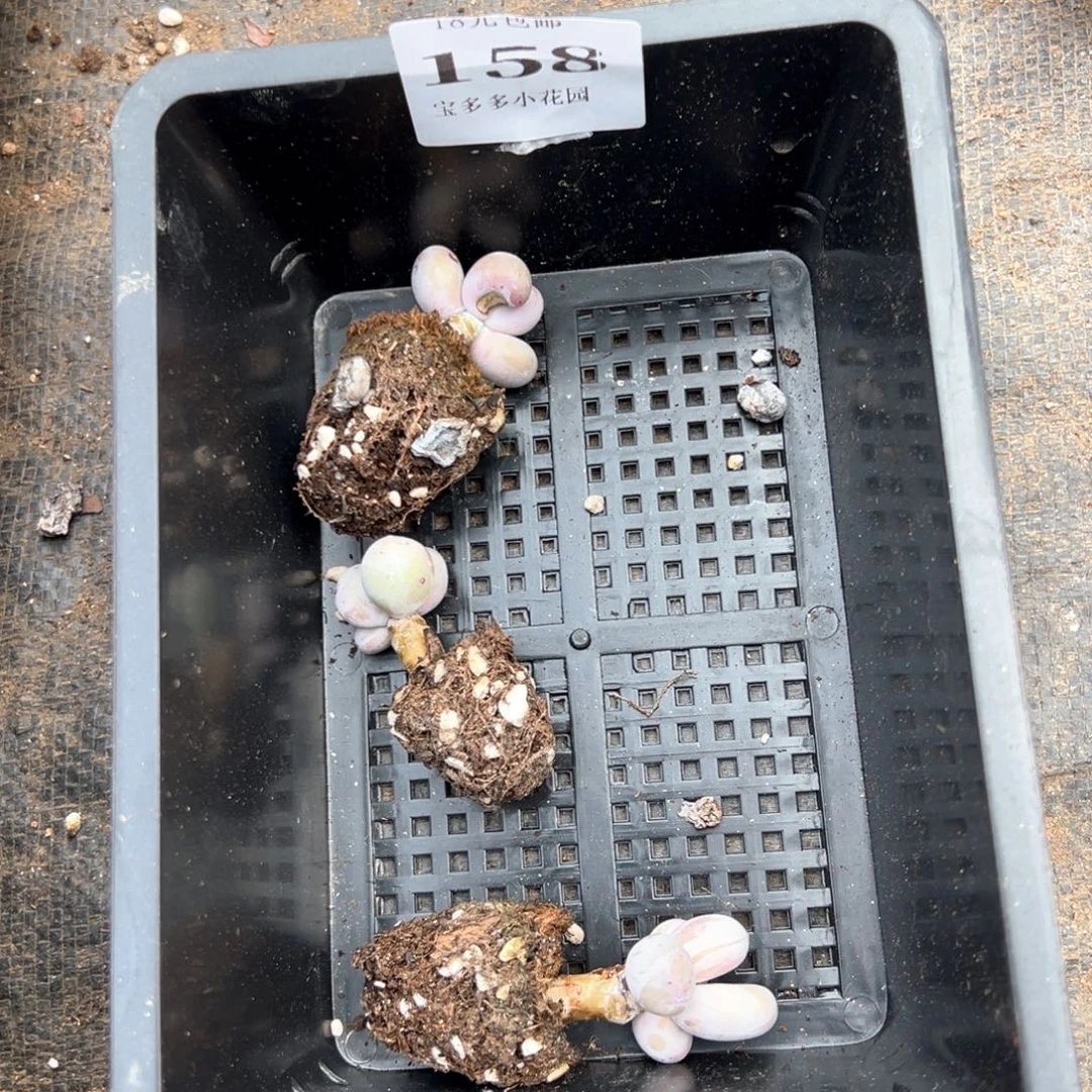 陆***梦158号微瑕疵奶酪到手3颗一物一拍