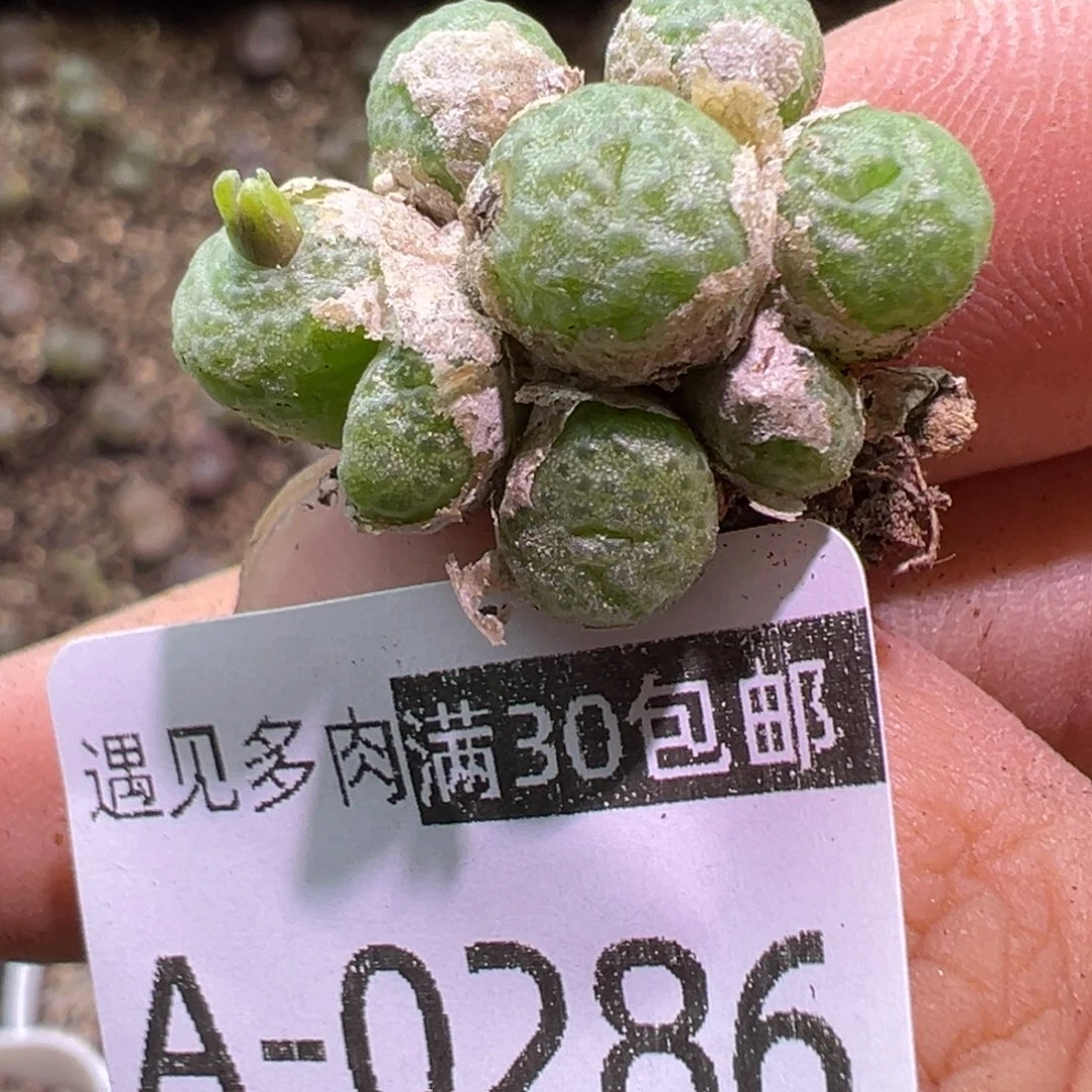 多肉植物1111111111111