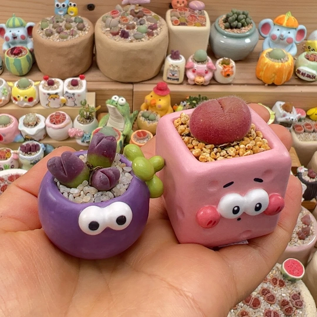 平***我多肉植物36号一起