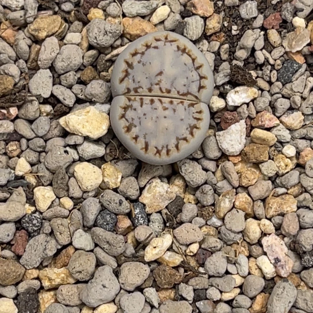 6007糖霜饼干1尺寸1.6