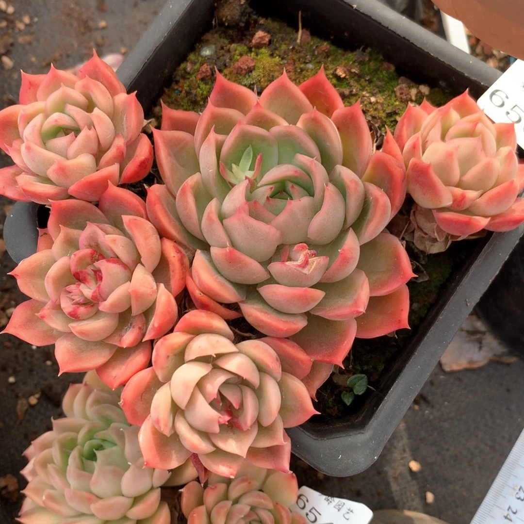 6566不包整散掉头不售后