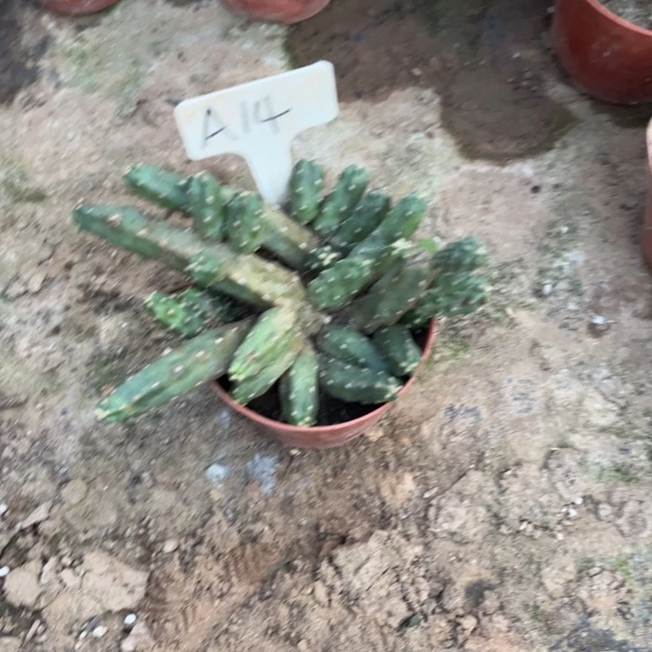 水仙情郎无售后a14