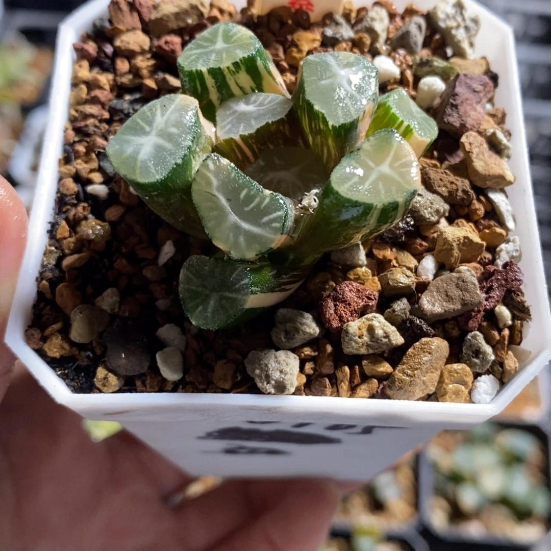 47玉龙万象锦一物一图