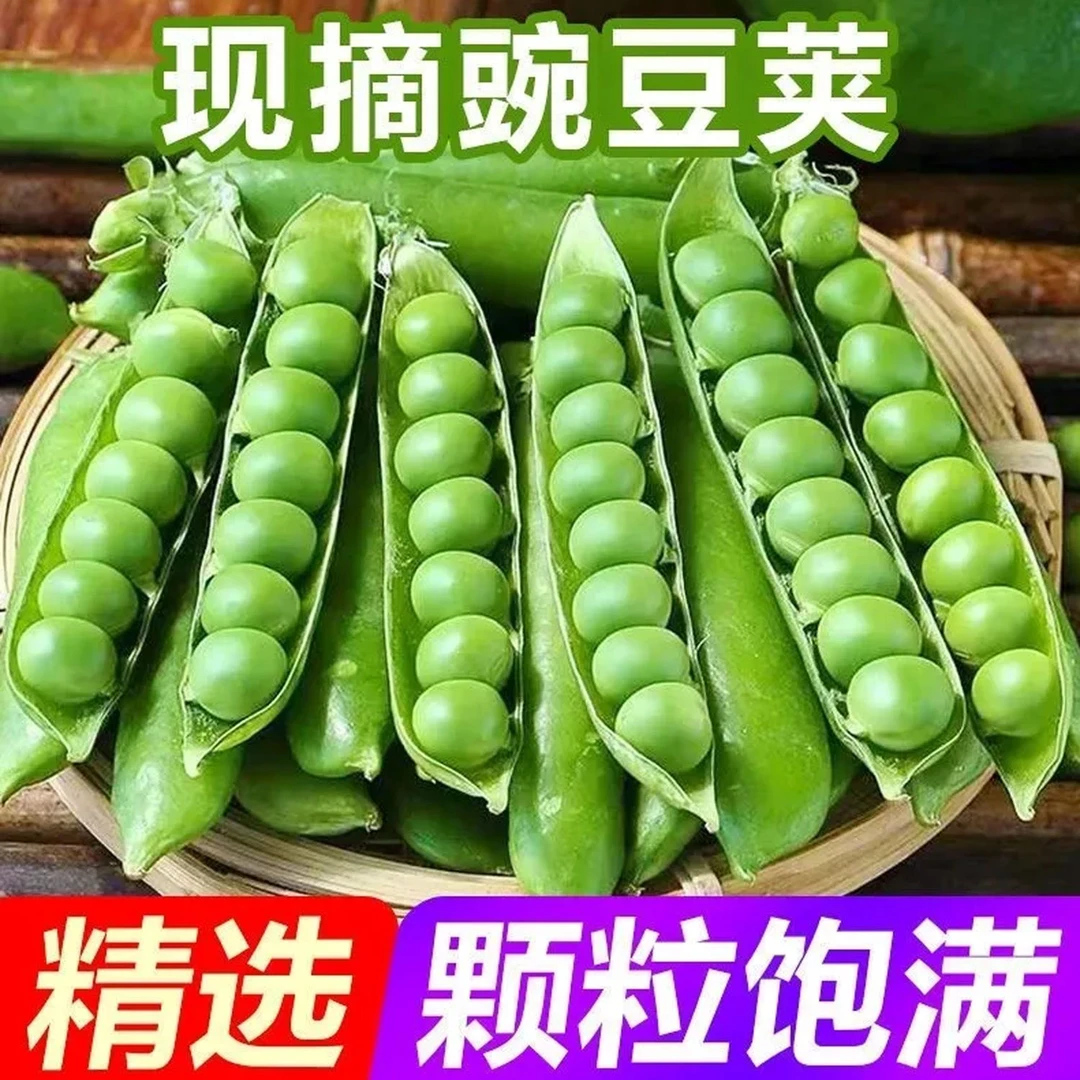 山东农家新鲜现摘豌豆荚面糯粉香营养煮炒菜价值高好吃不泡水健康