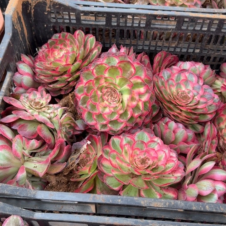 海神大主头实生根啊啊