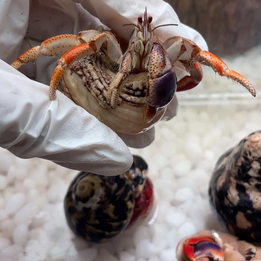 1.65磨脚干净西伯6