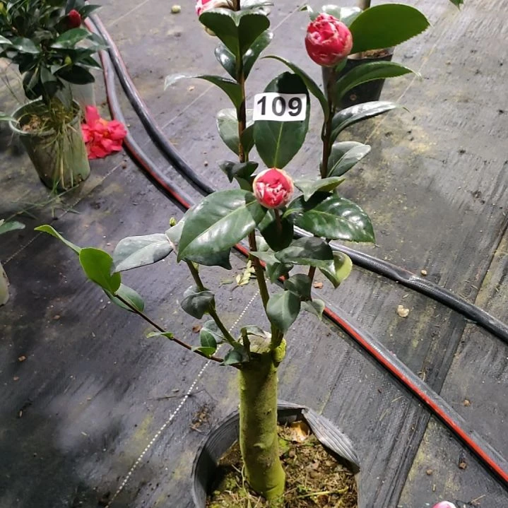 109女郎，原盆原土发货了。