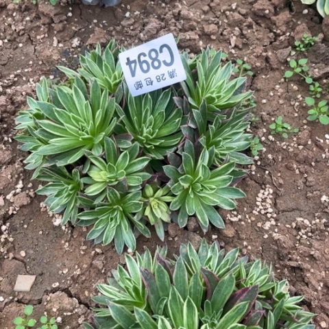 894凤凰锦不包断枝