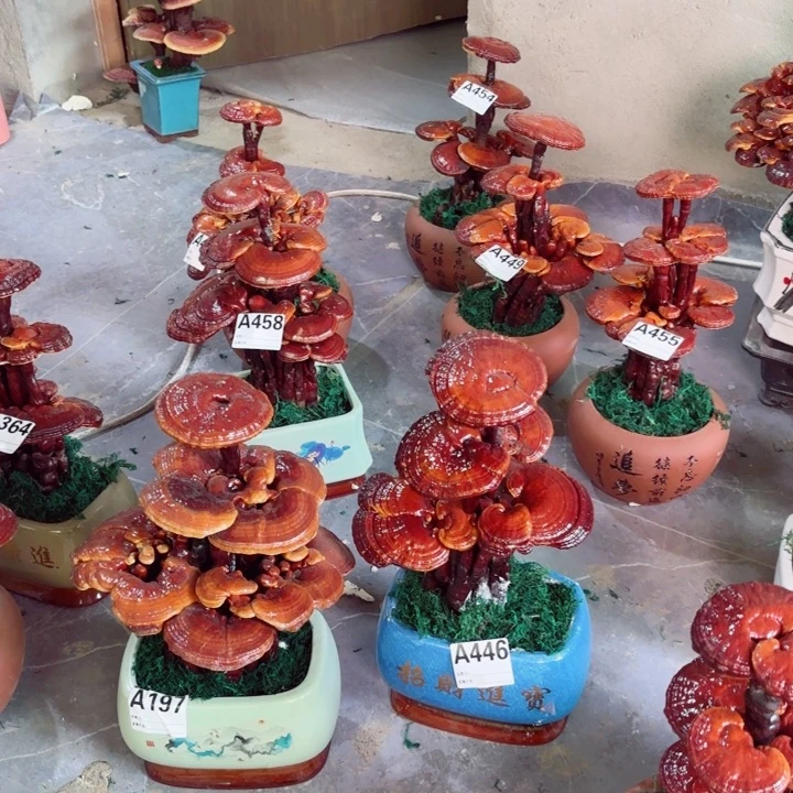 完全开放天*羽灵芝8888