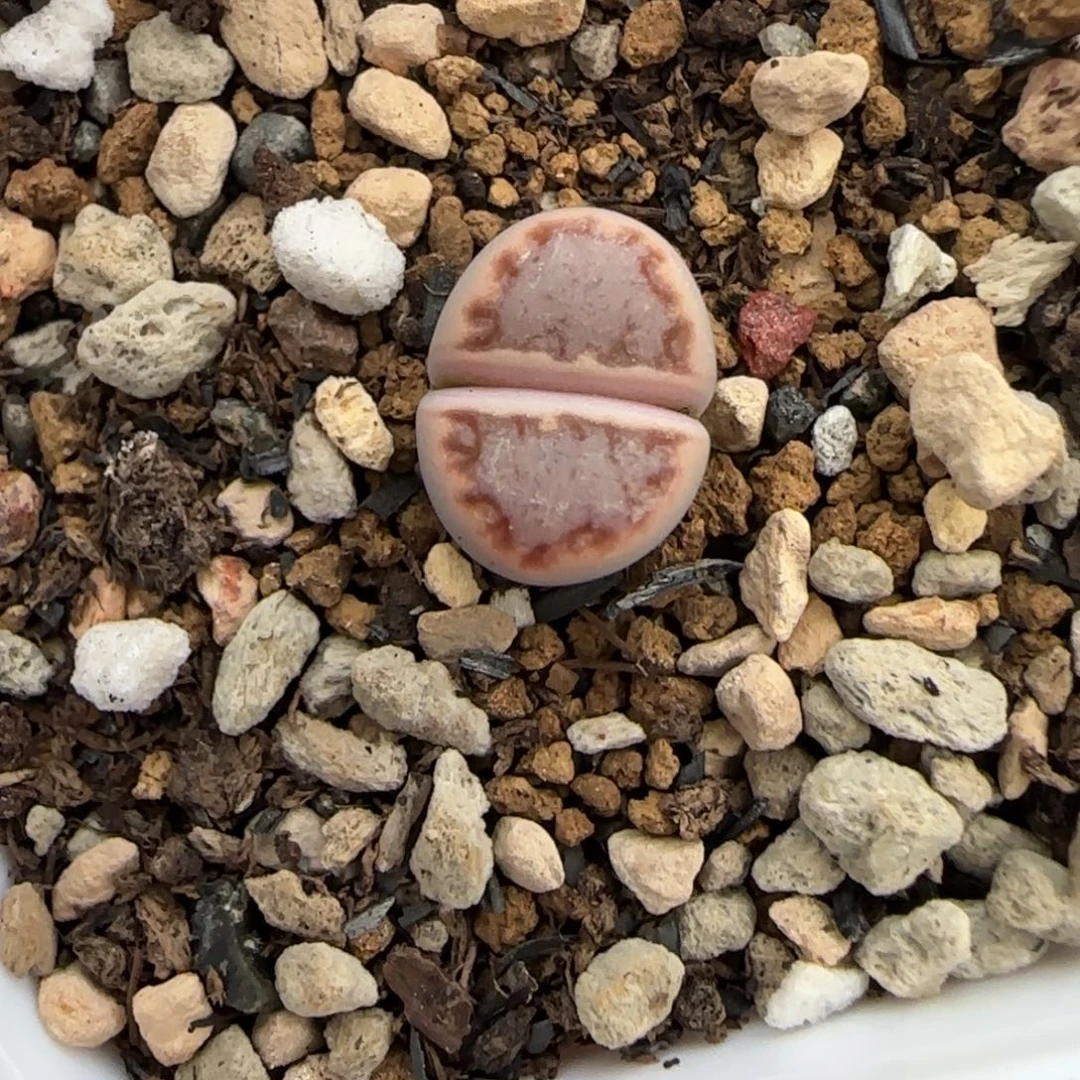 139二蜕小个子饼干