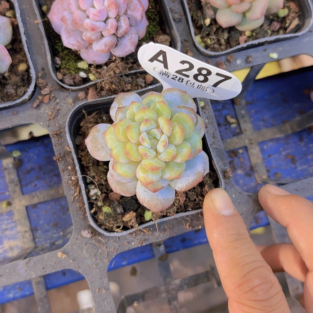A287星星橙石化yiwuyipai