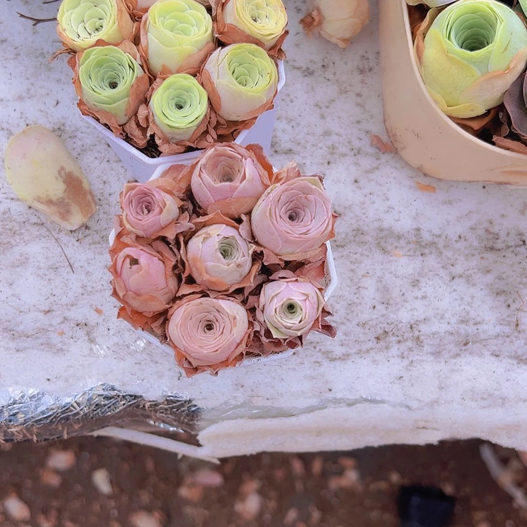 八角七龙珠2盆组合