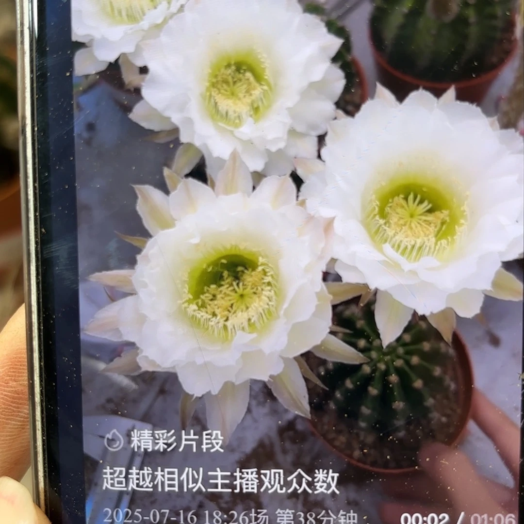 彩草209号6.5公分左右