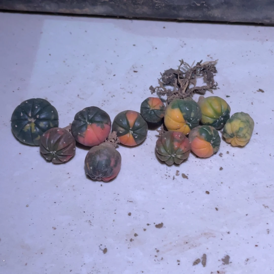 全部花朵阴阳锦 仙人球开花