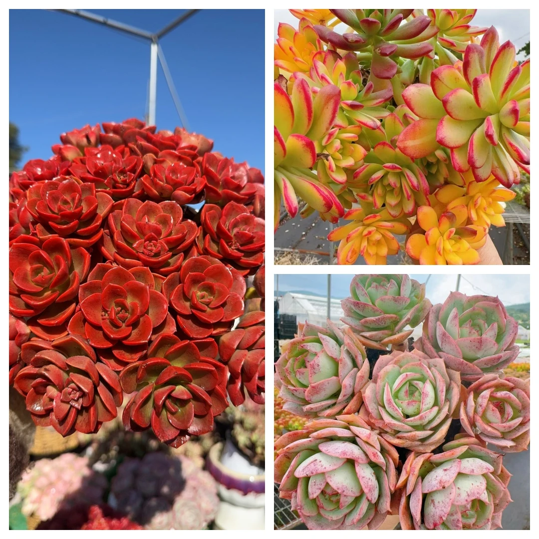 X 红酒玫瑰组合 耐晒皮实 绿植 室内室外都能养