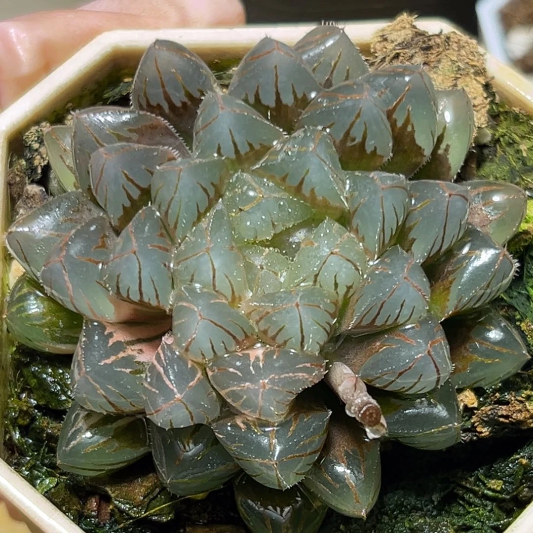 恭喜发财大吉大利945
