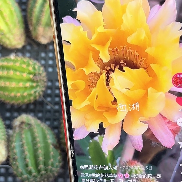 黄秀彩20包邮仙人球瑕30