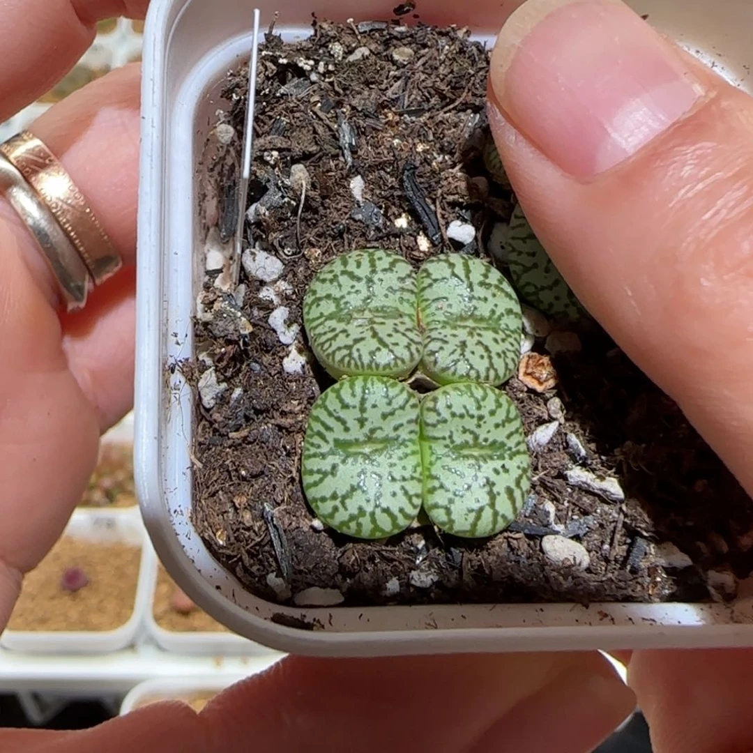 肉锥多肉植物组合-sb635、2