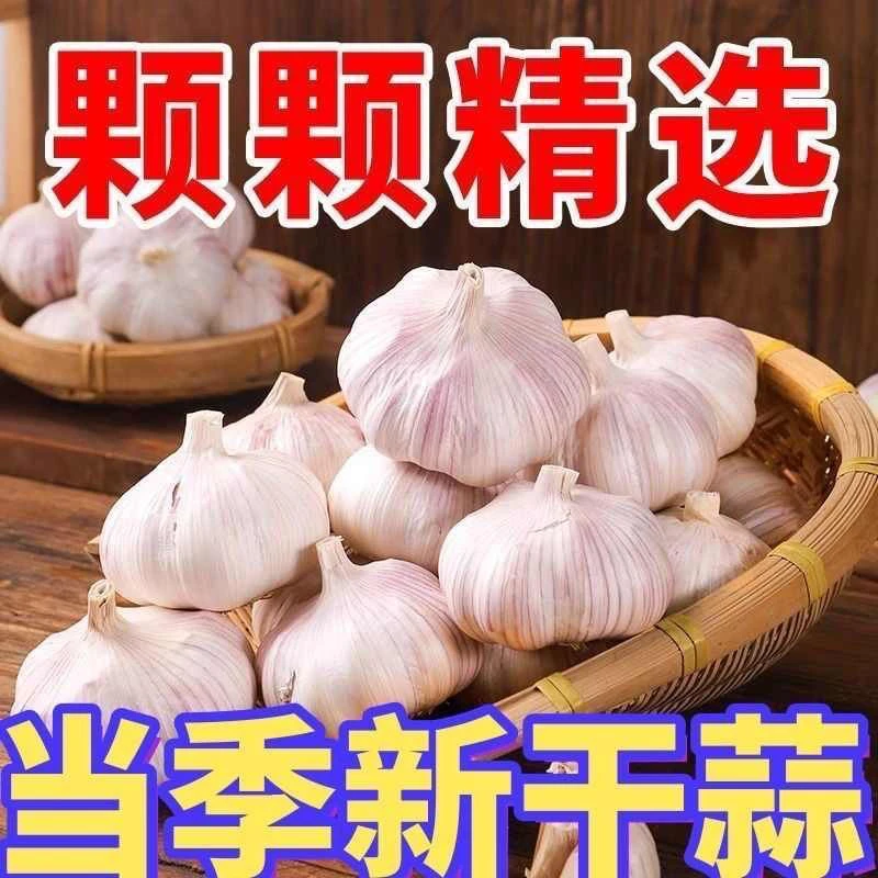 2025年新干蒜，可吃可种新鲜紫白皮大蒜