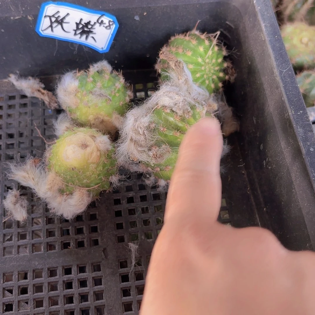 瑕痴妖蝶4个无根侧牙20包邮