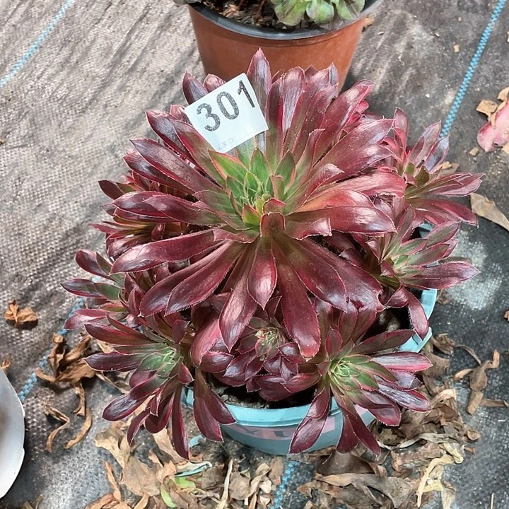 孔雀锦301   冠幅20