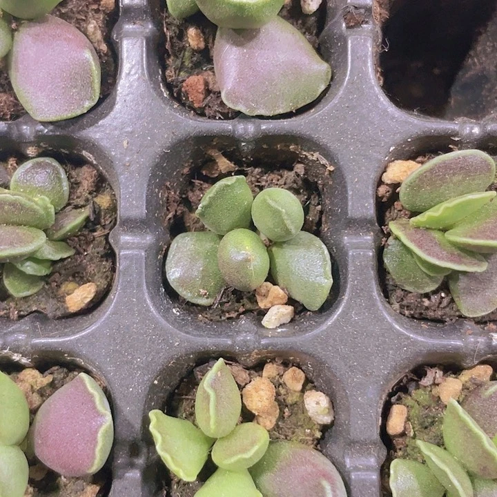 紫库博精品多肉量拍