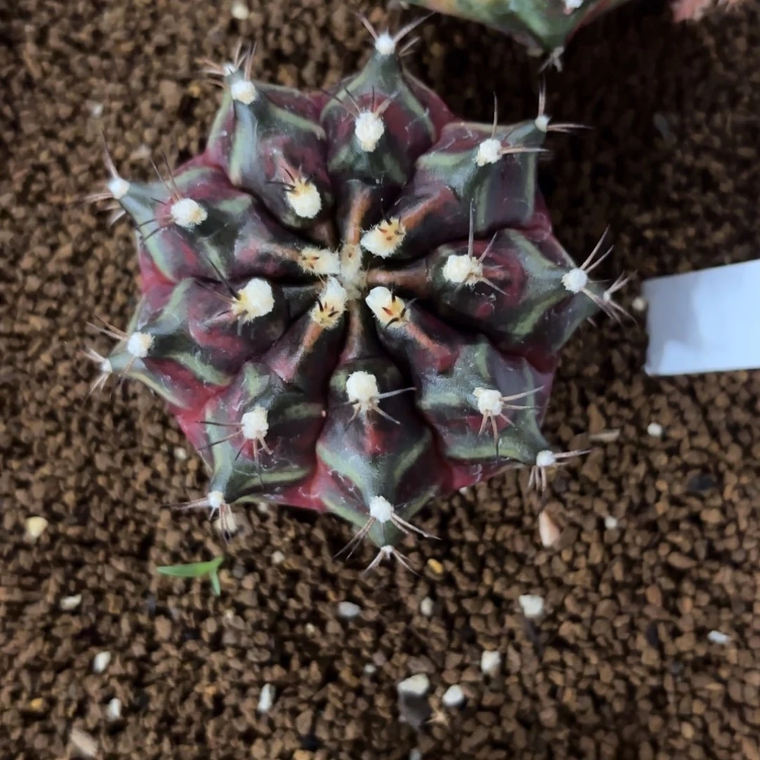 ****～267-1210泰国发货多肉