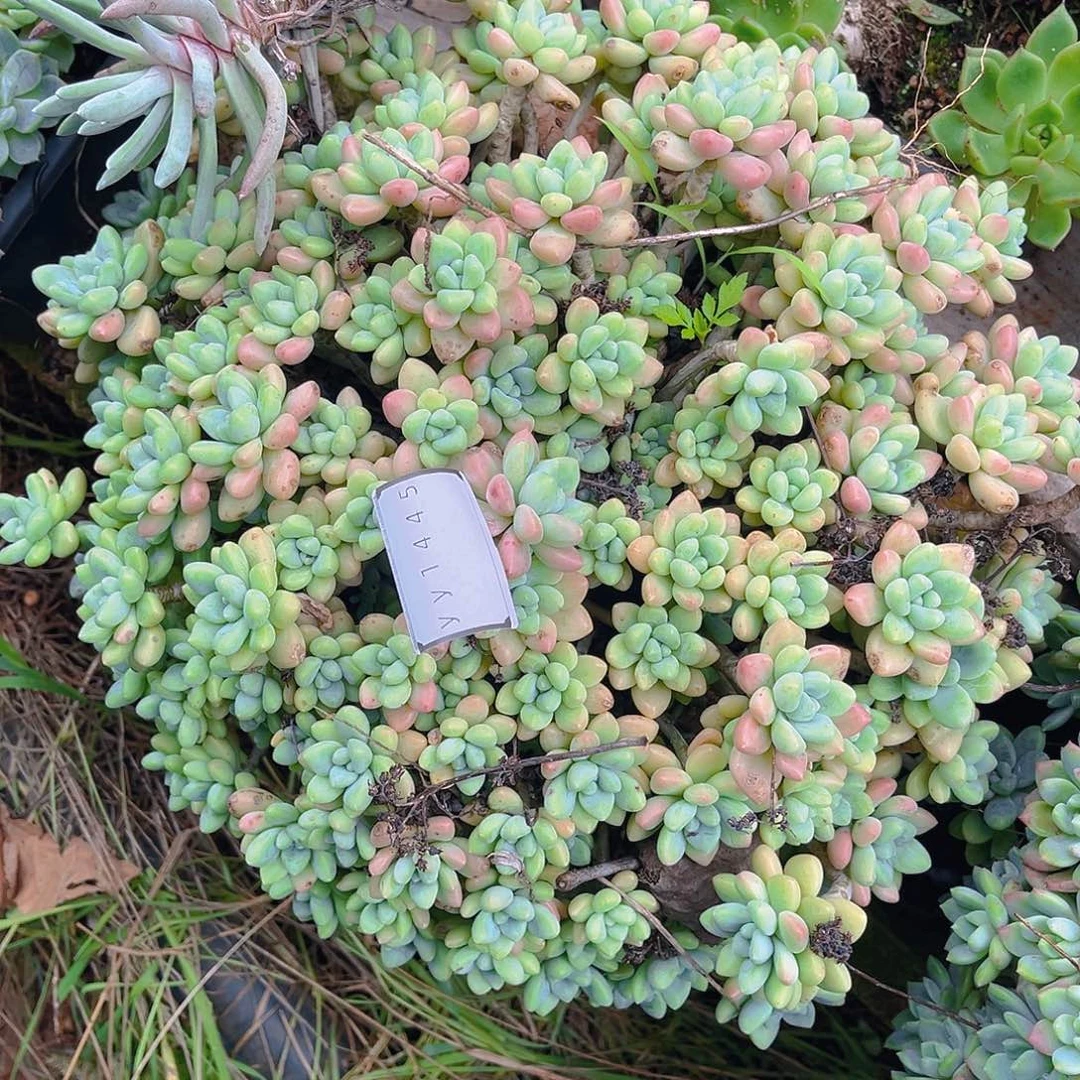 无*泡沫发货不售后1445