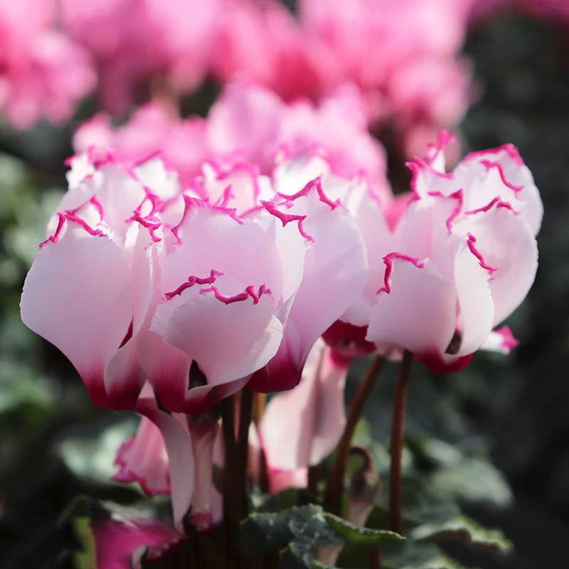 花彩迷你仙客来盆栽花苗兔耳花四季开花好养大花阳台室内花卉年宵