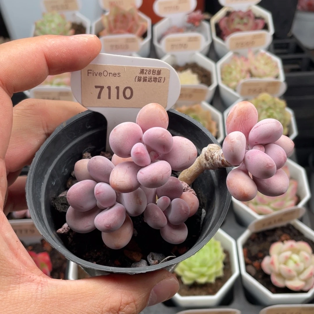 桃蛋7110-9.0厘米