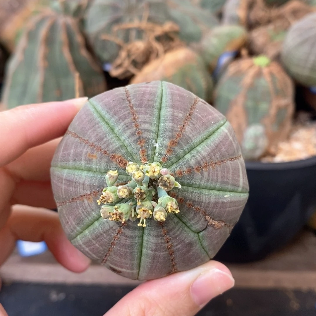 58布纹球精品一物一拍