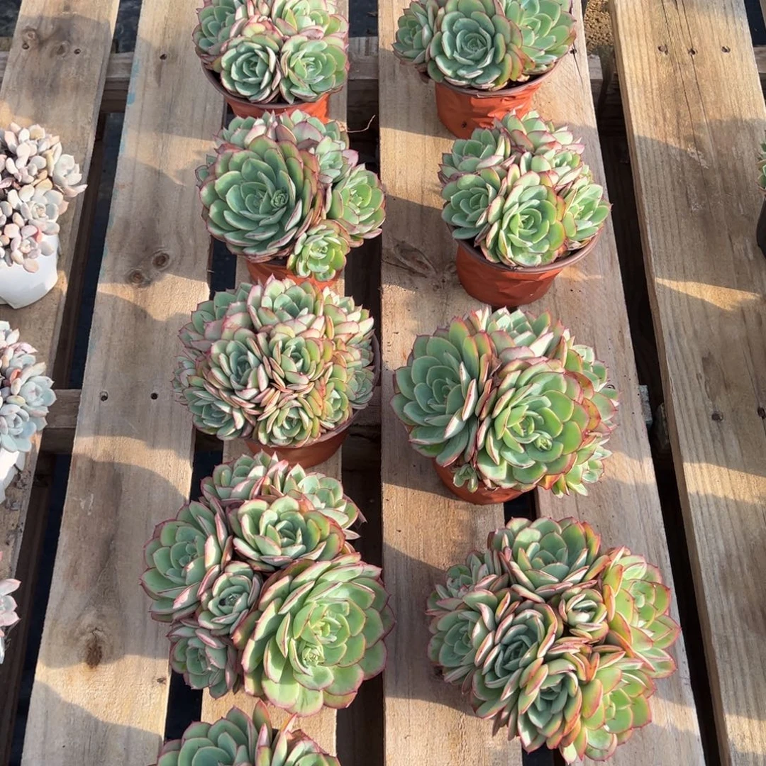 牡丹亭多头有砍，图中任意一颗，尺寸15+