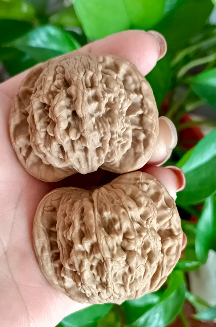 师虎兽核桃/宽边/全品