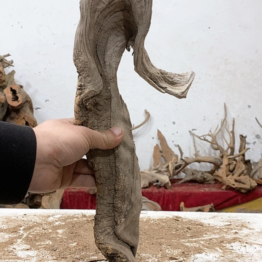 【闪购商品】柏木S****歌我们都是好孩子