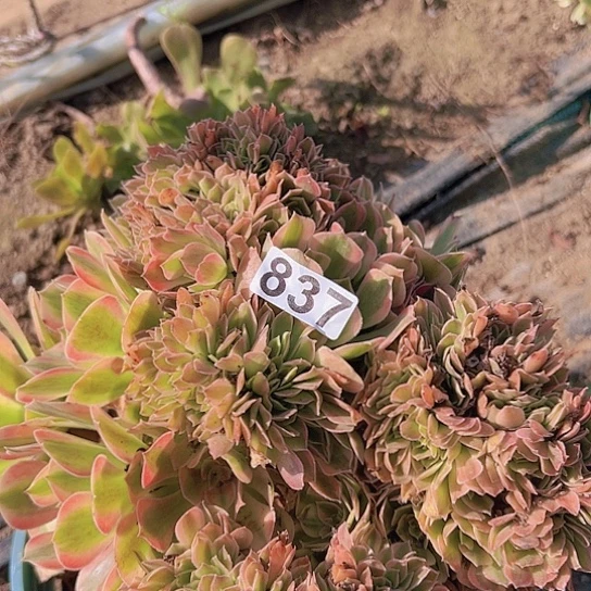 完***美多肉植物一个女神