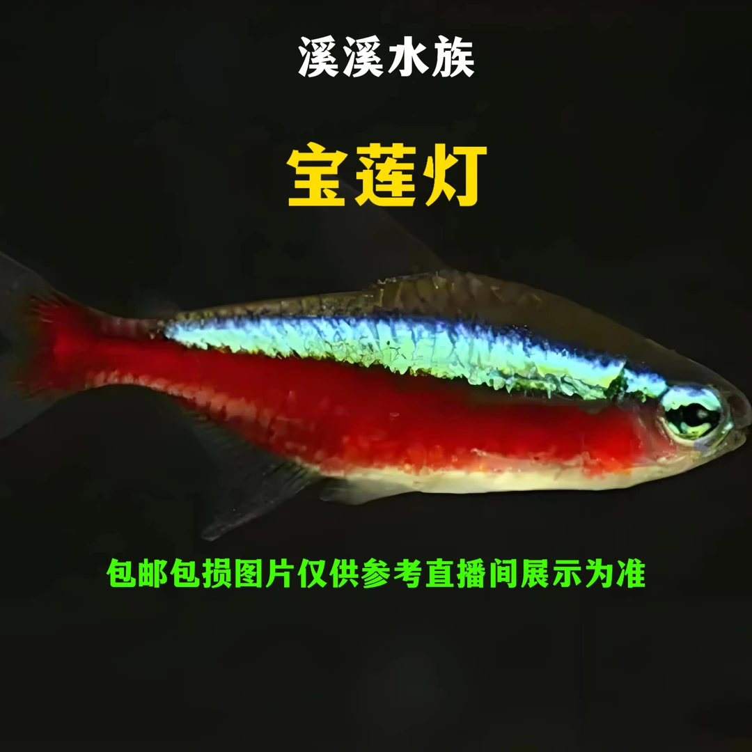 宝莲灯鱼红绿灯鱼小型热带观赏鱼群游好养淡水鱼
