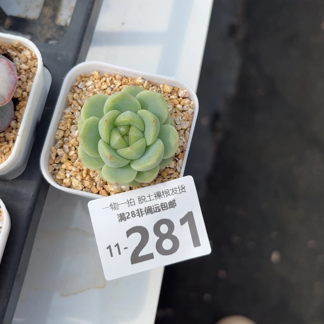 无尽灯单头多肉多肉