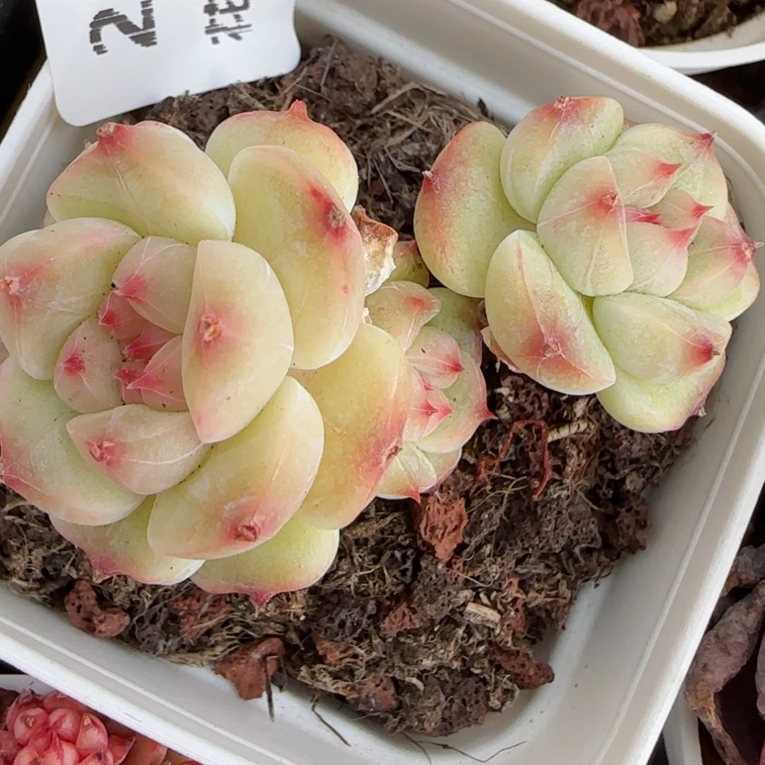 花语逸镜0225-27