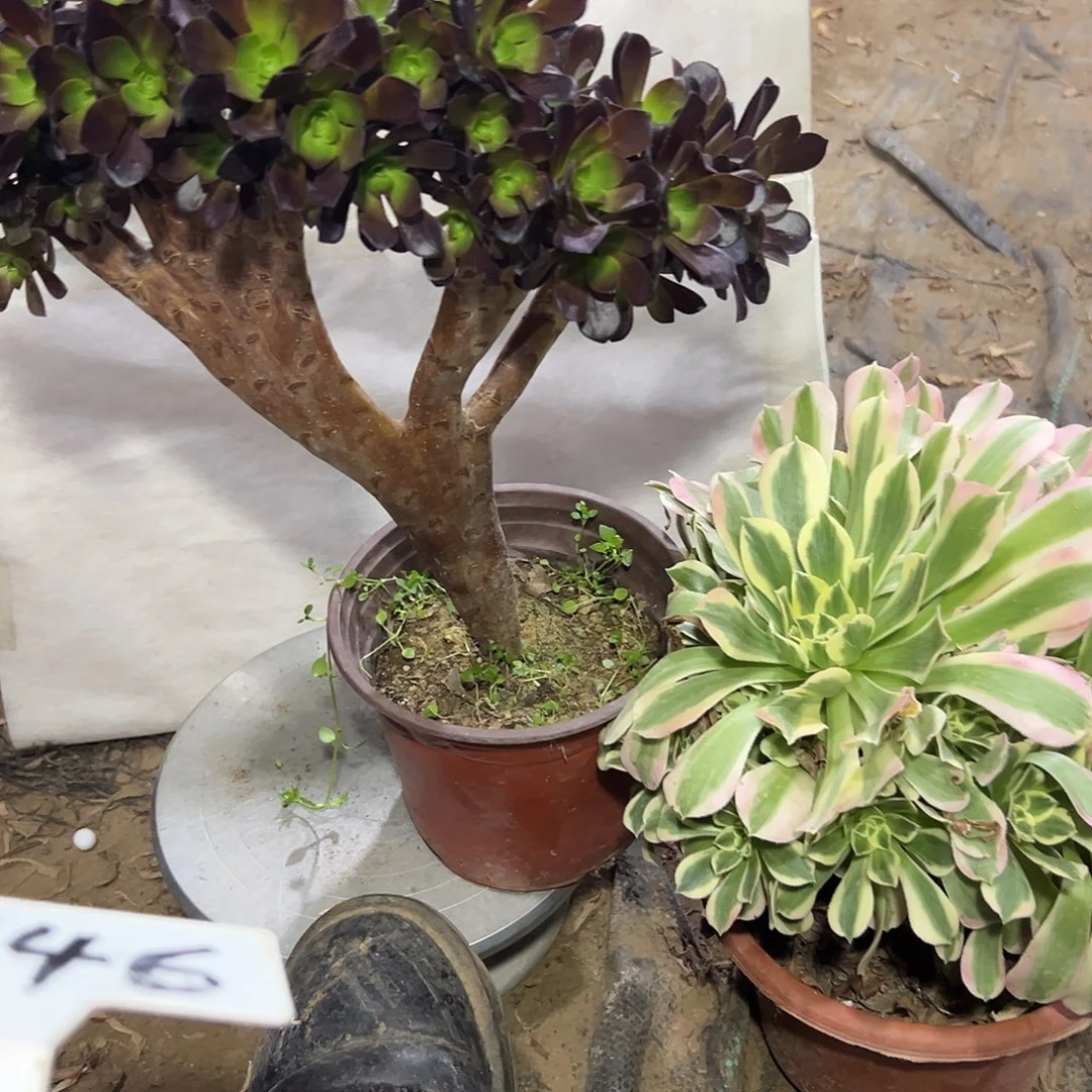 赛***特多肉植物346组合2个母本